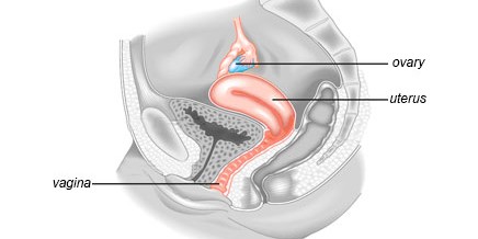 FERTILITY