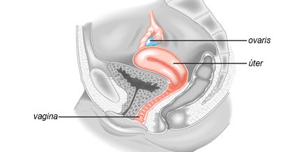 FERTILITAT
